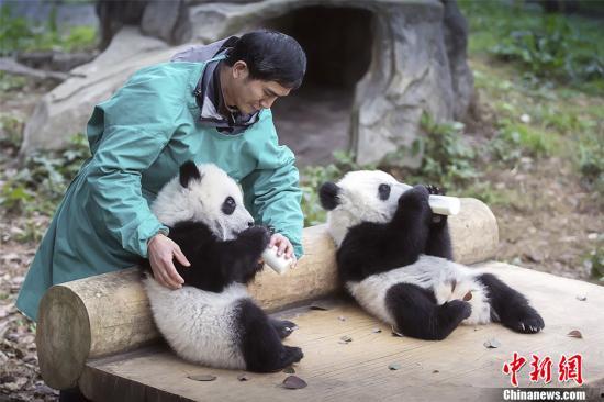 熊猫村最新爆料大赛,揭秘神秘事件，竞猜大奖等你来拿！  第1张